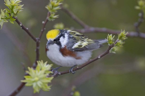 Canada, Ontario,  Chestnut-sided warbler on tree